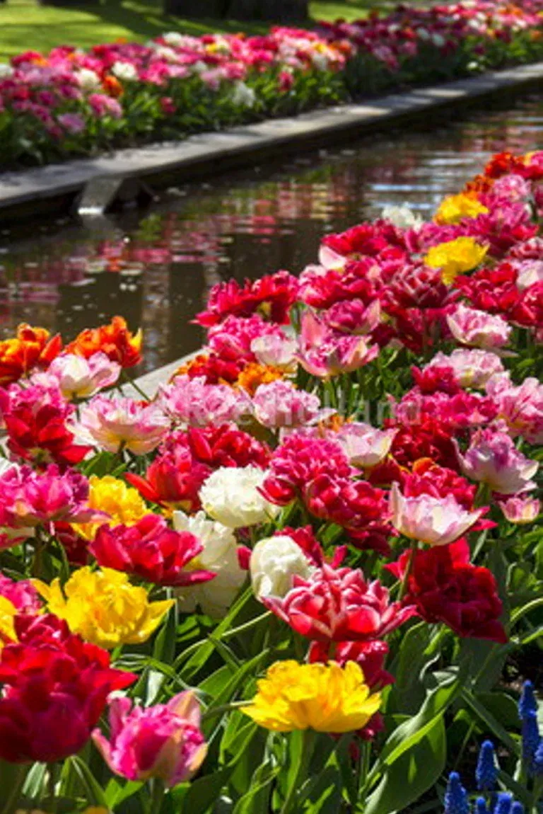 Tulipa Double Late Mix - 6 bulbs