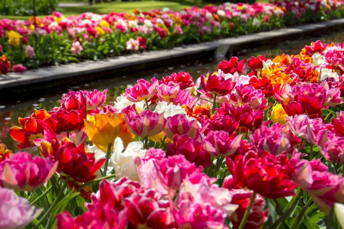 Tulipa Double Late Mix - 6 bulbs