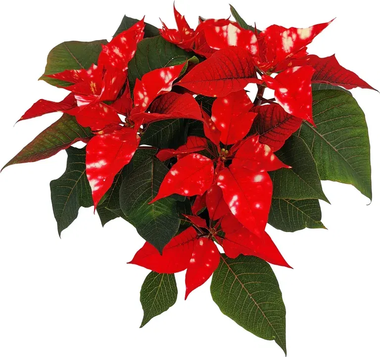 Julestjerne 'SkyStar'