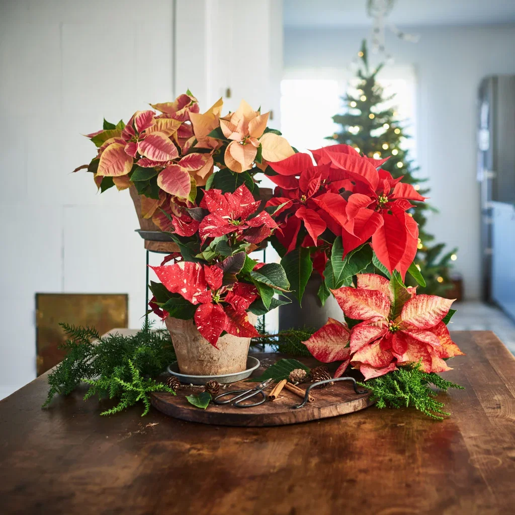 Julestjerne 'SkyStar'