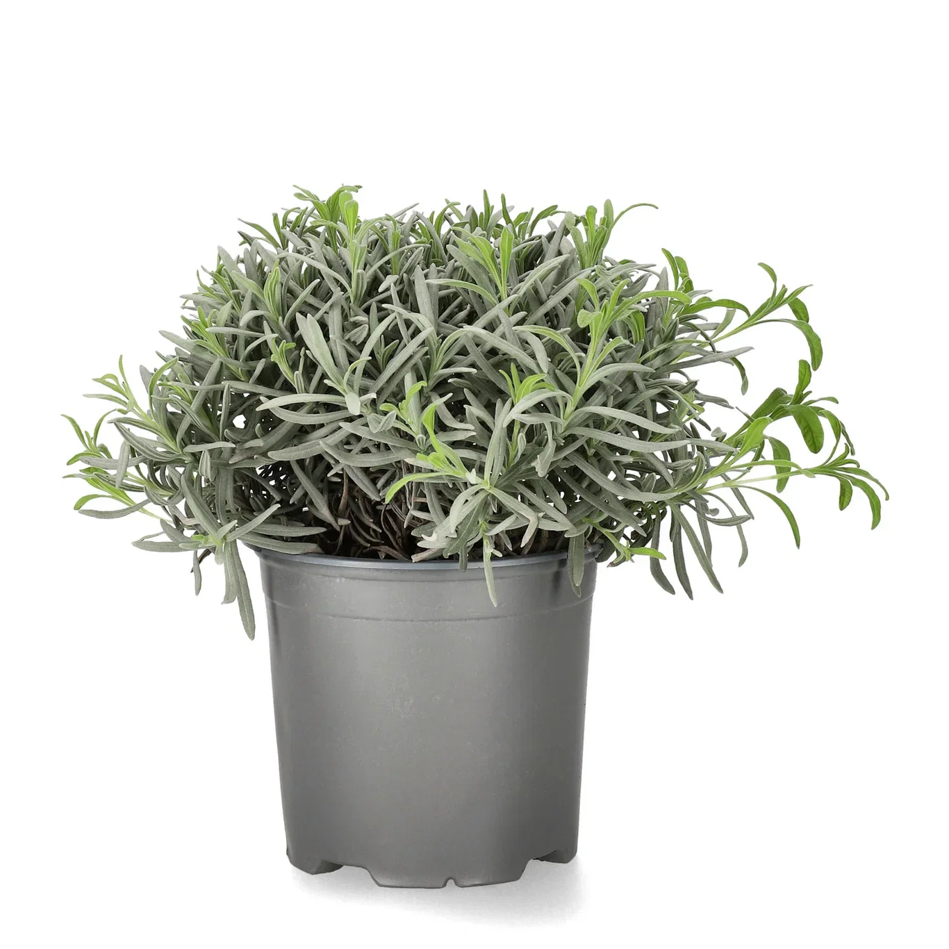 Lavandula officinalis 14 cm