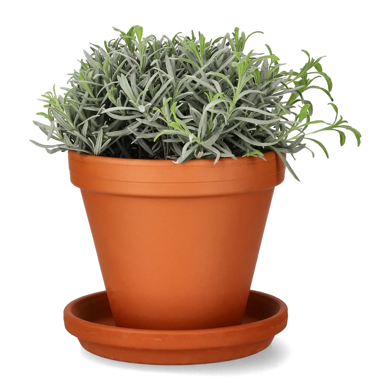 Lavandula officinalis 14 cm