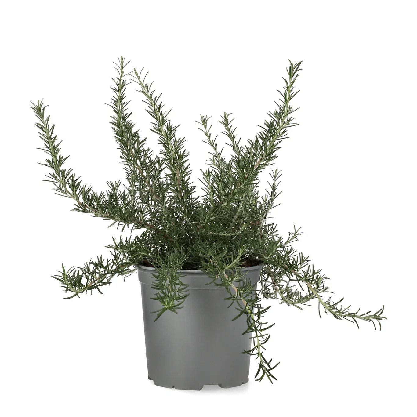 Rosmarinus prostratus 19 cm