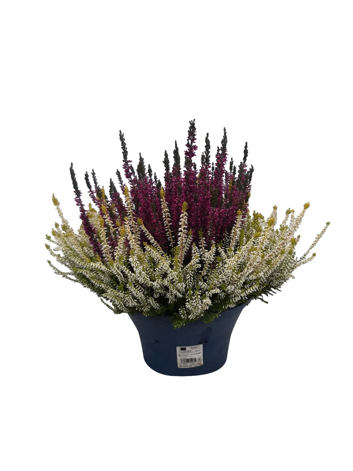 Calluna 'Colour Crown' bowl 23 cm
