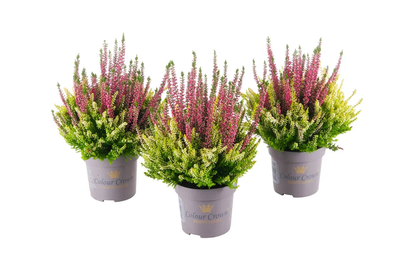 Calluna 'Colour Crown' bowl 23 cm