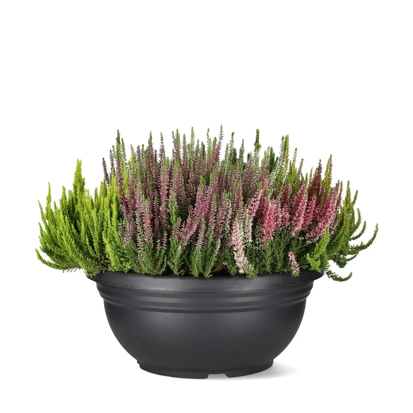 Calluna 'Mosaica' 45 cm