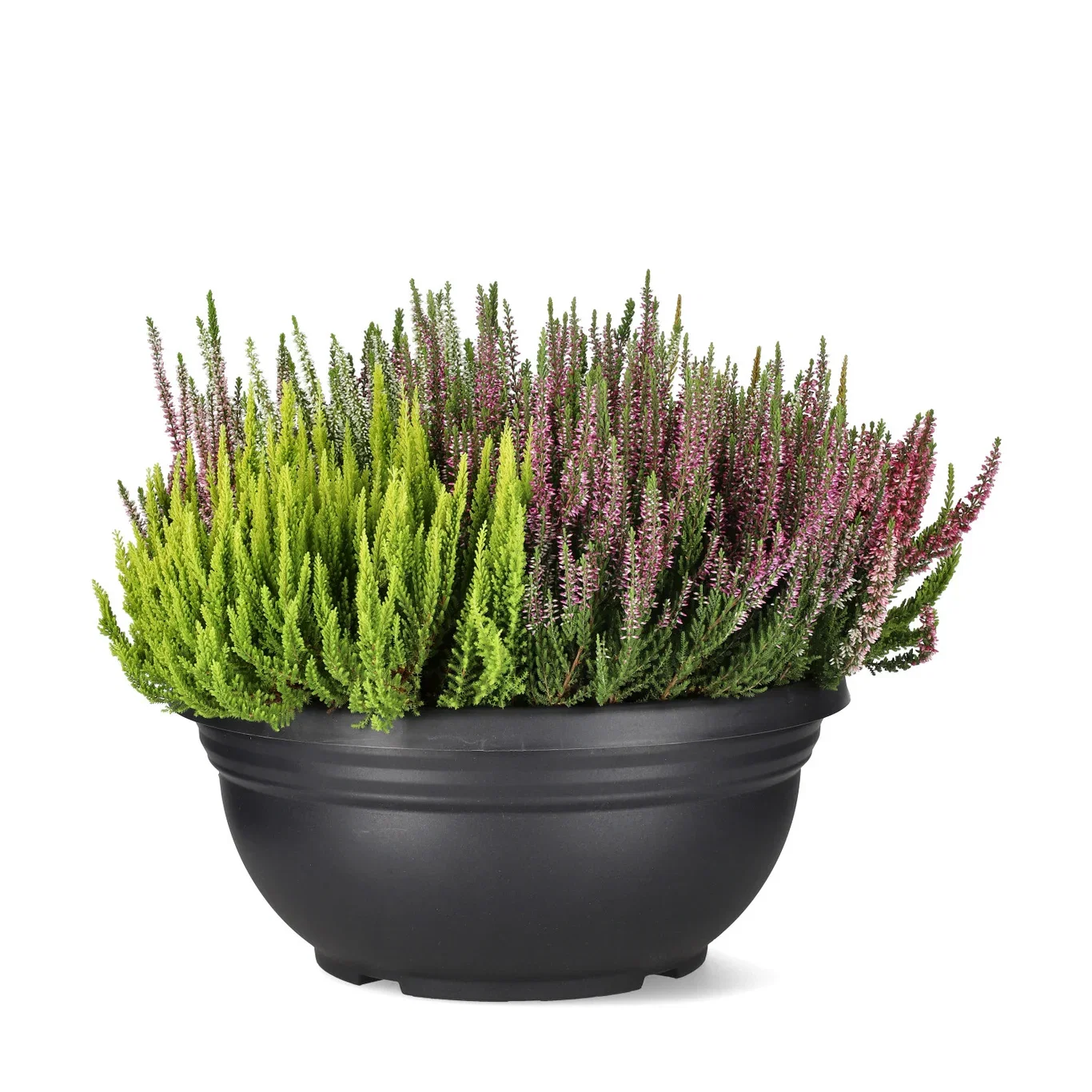 Calluna 'Mosaica' 45 cm