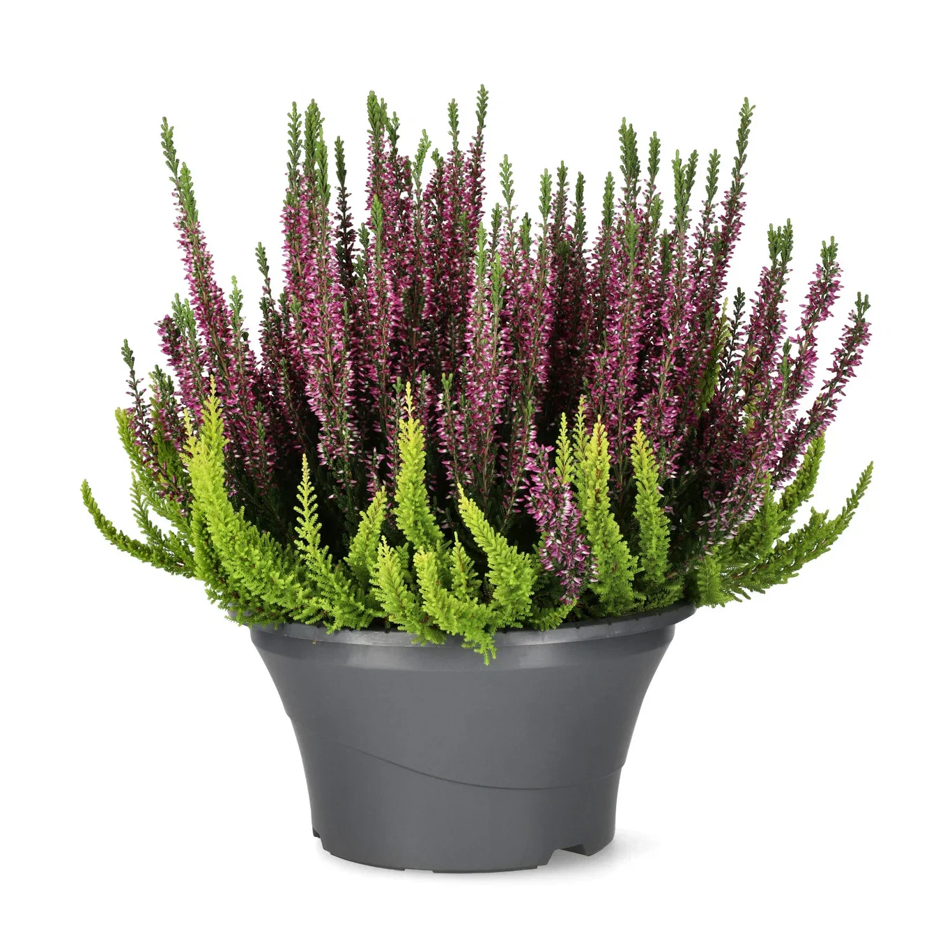 Calluna 'Colour Crown' bowl 23 cm