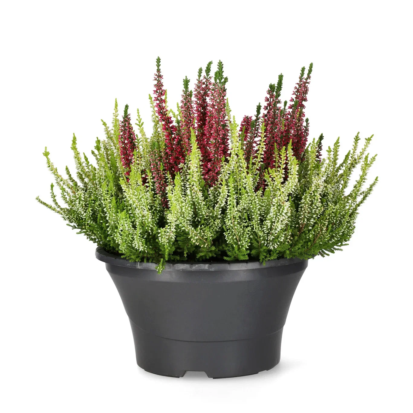 Calluna 'Colour Crown' bowl 23 cm