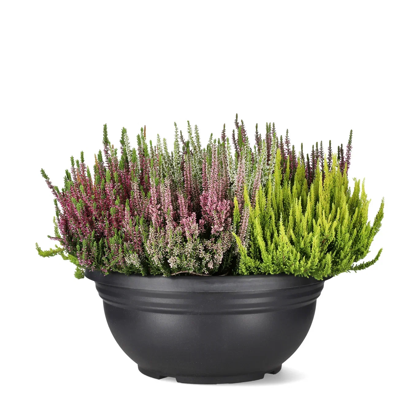 Calluna 'Mosaica' 45 cm