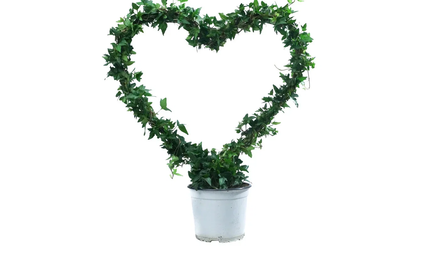 Hedera helix heart bow big 17 cm