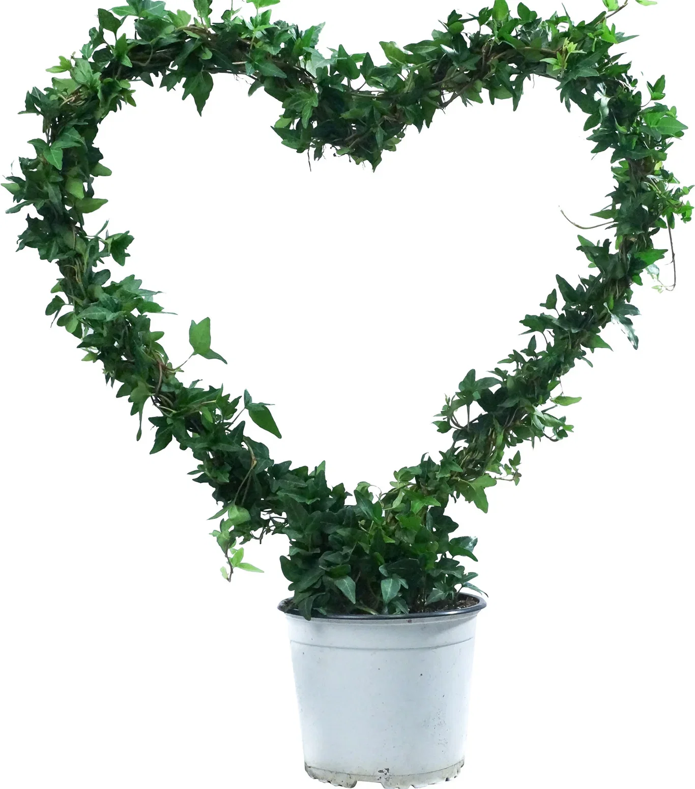Hedera helix heart bow big 17 cm