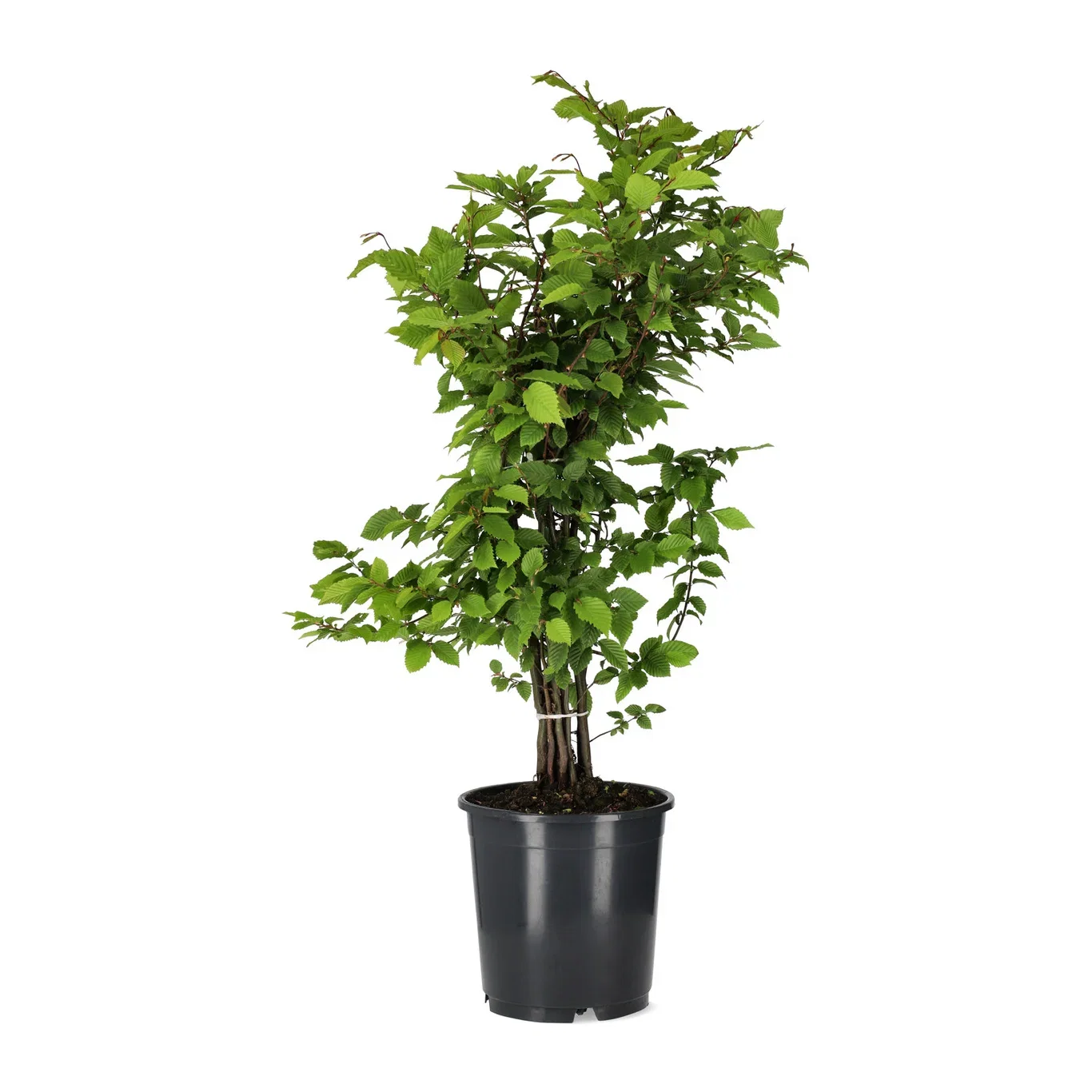Carpinus betulus 10-pack 4,5L