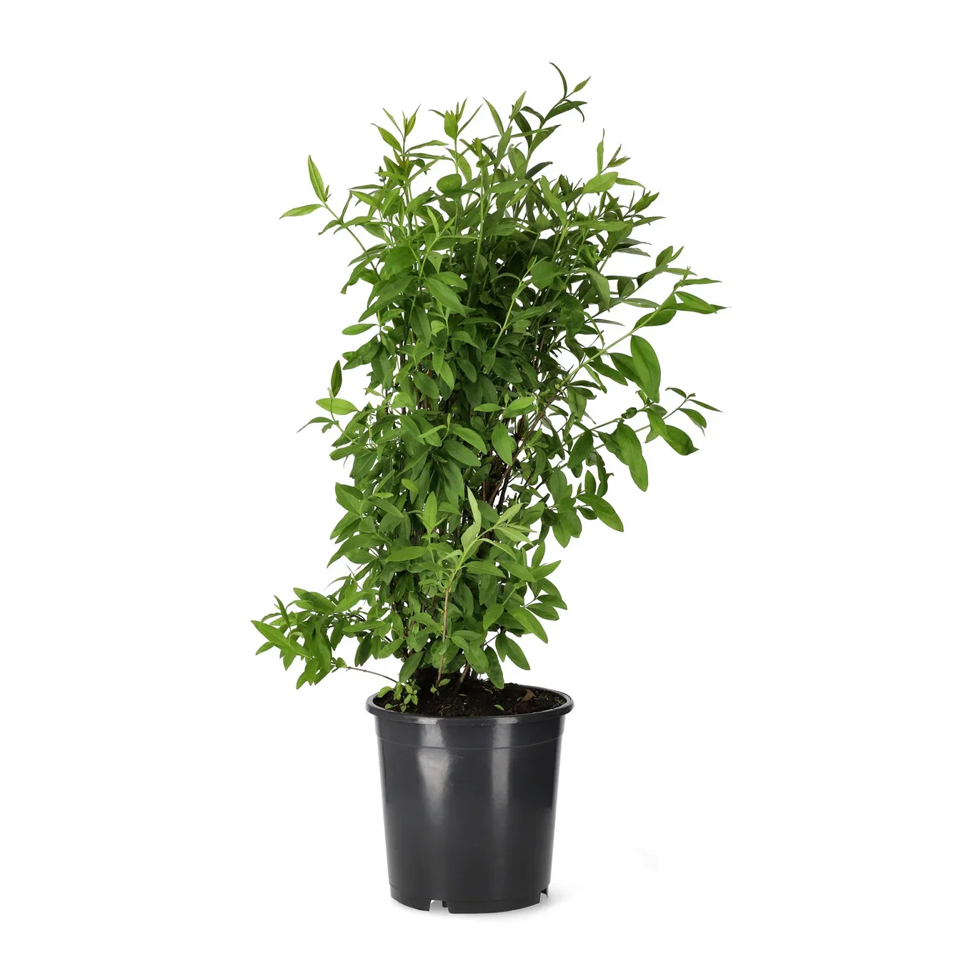 Ligustrum ovalifolium 10-pack 4,5L