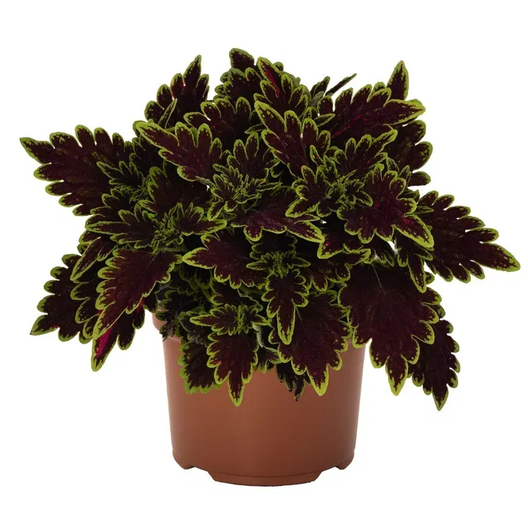 Coleus 'Bourbon Street' 12 cm