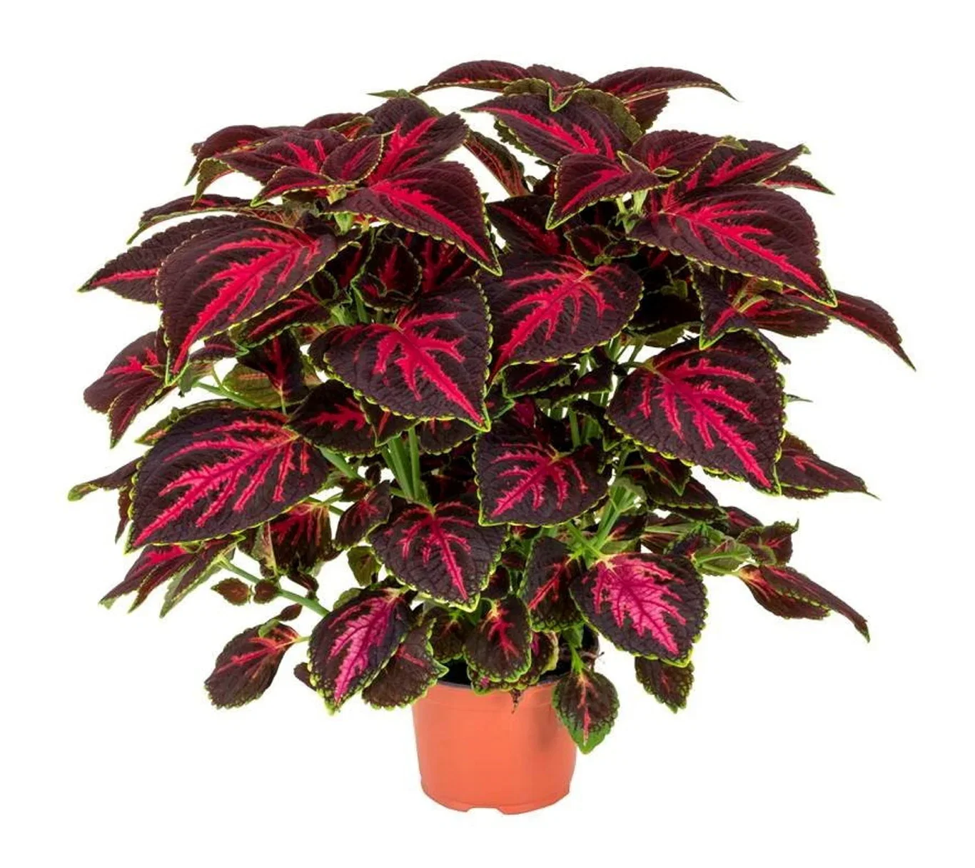 Coleus 'Orchard Road' 12 cm