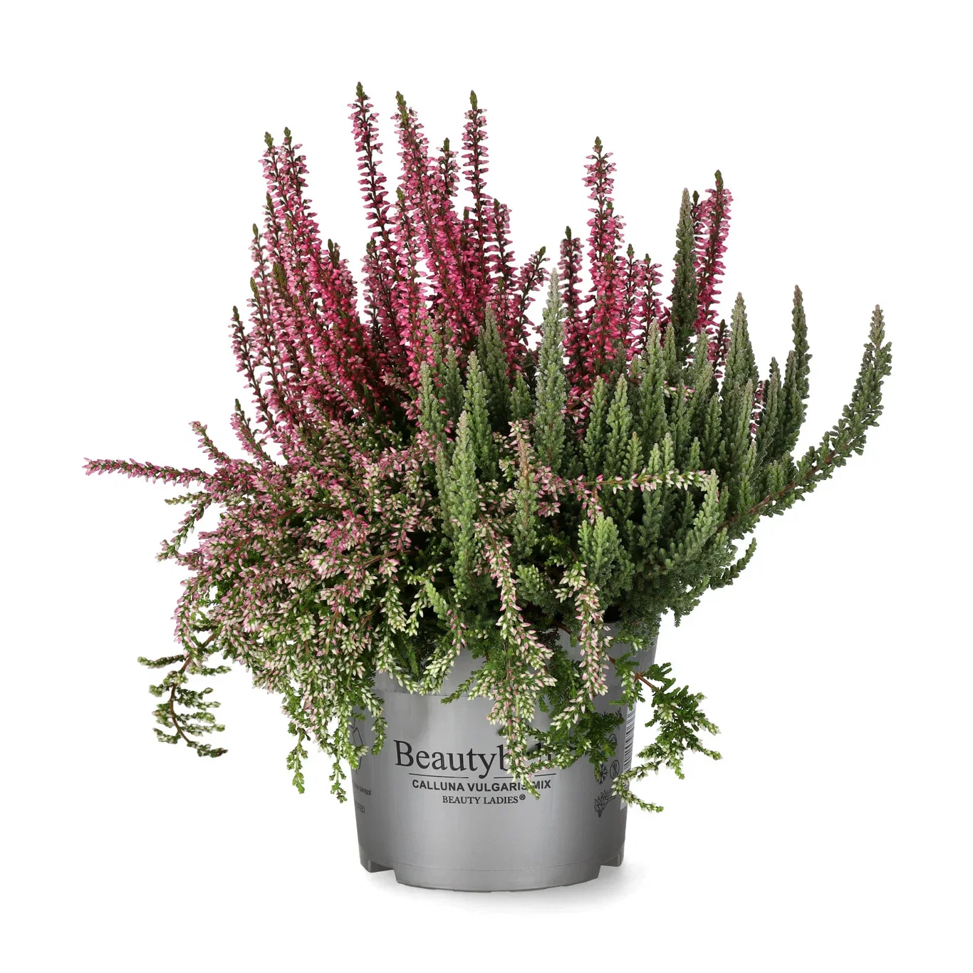 Calluna 'Beauty Belle' 13 cm