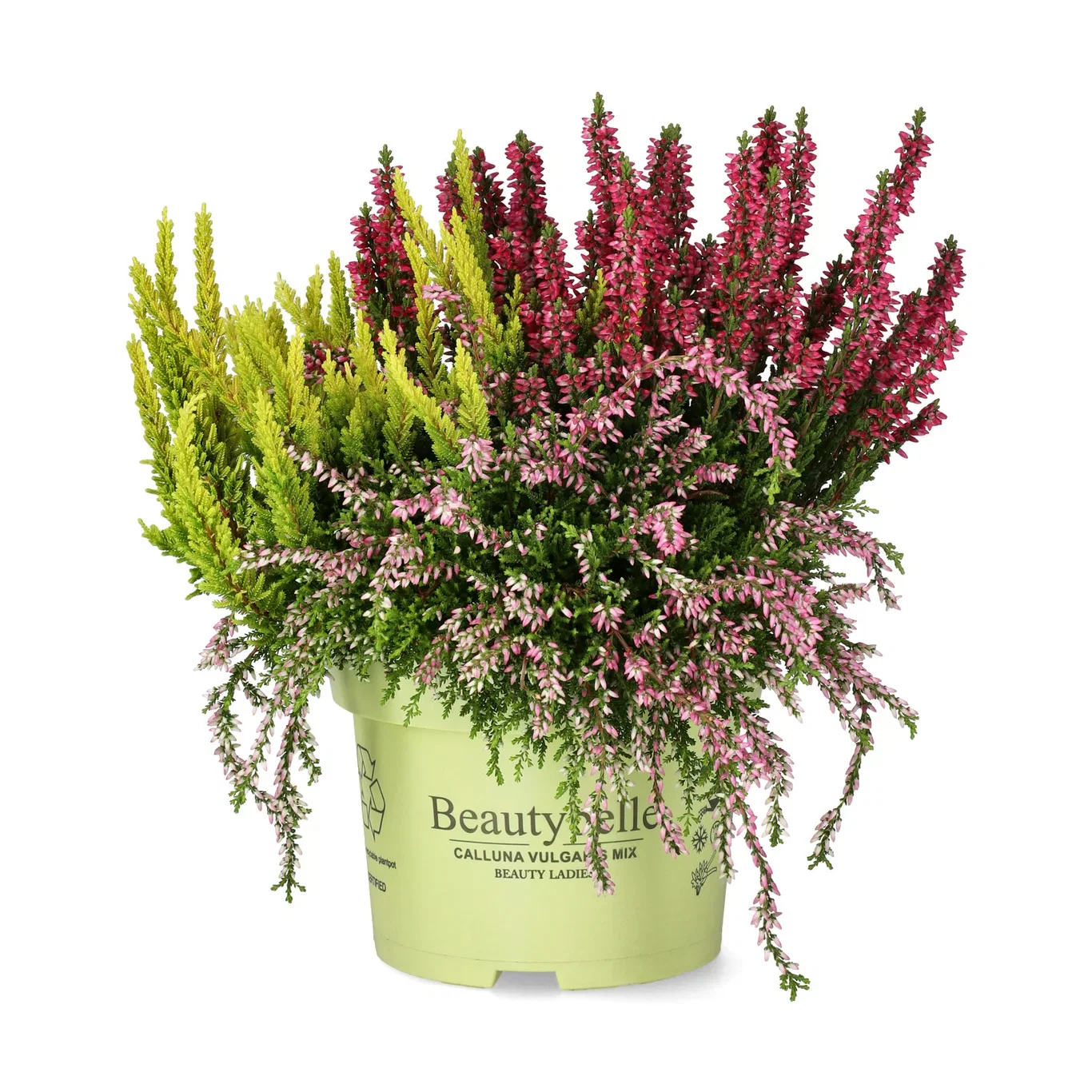 Calluna 'Beauty Belle' 13 cm