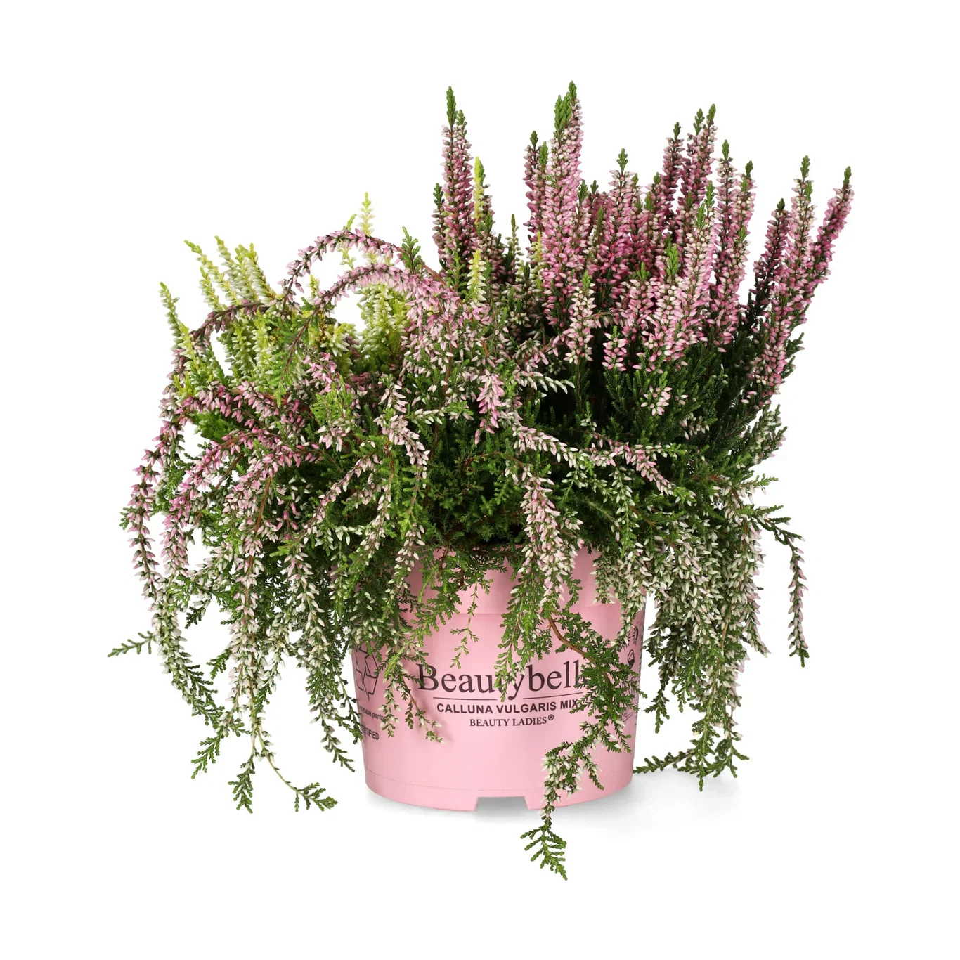 Calluna 'Beauty Belle' 13 cm