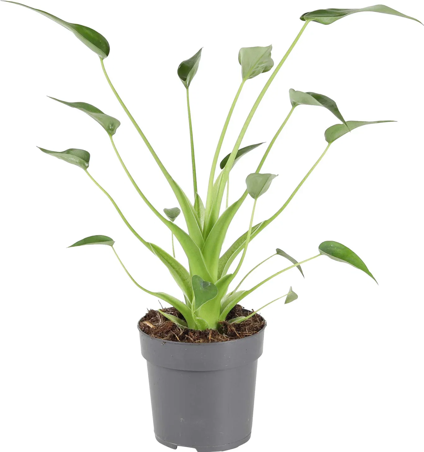 Alocasia 'Tiny Dancer' 11 cm