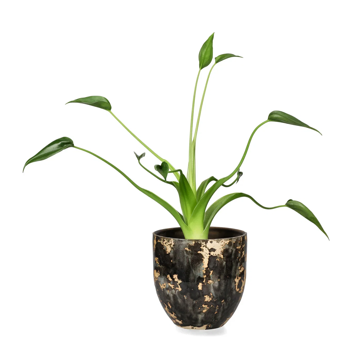 Alocasia 'Tiny Dancer' 11 cm