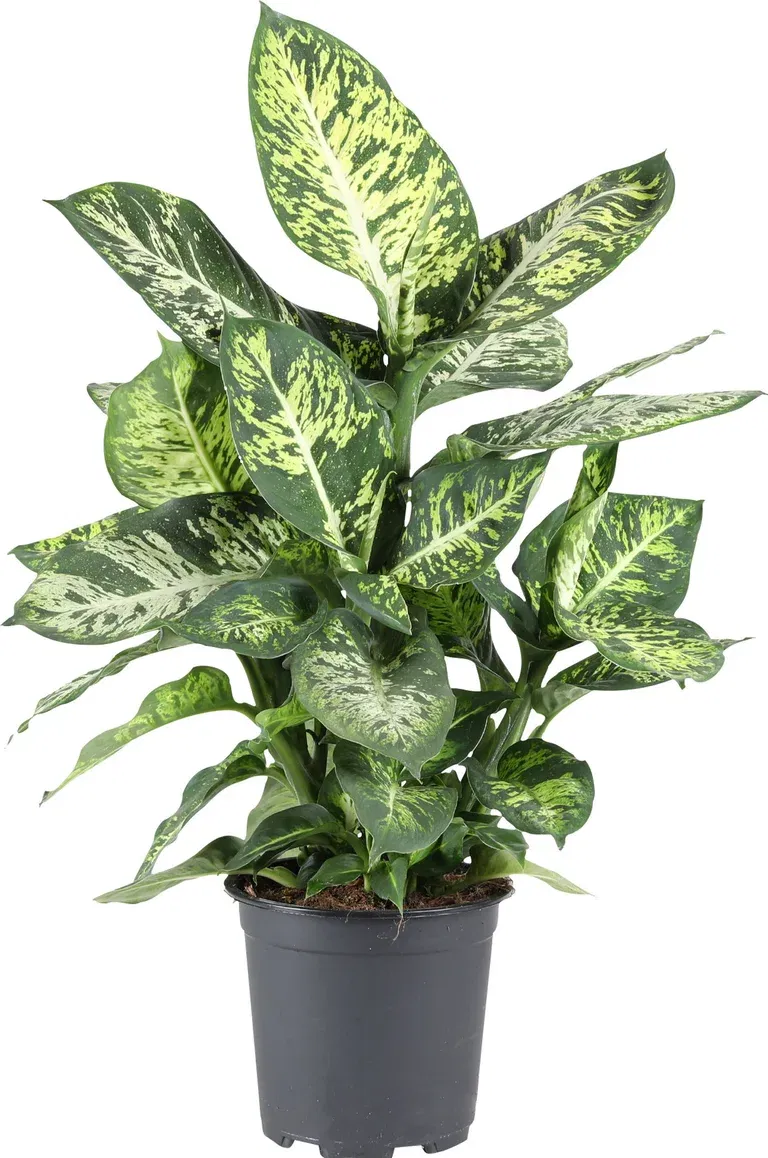 Dieffenbachia 'Mars' 24 cm