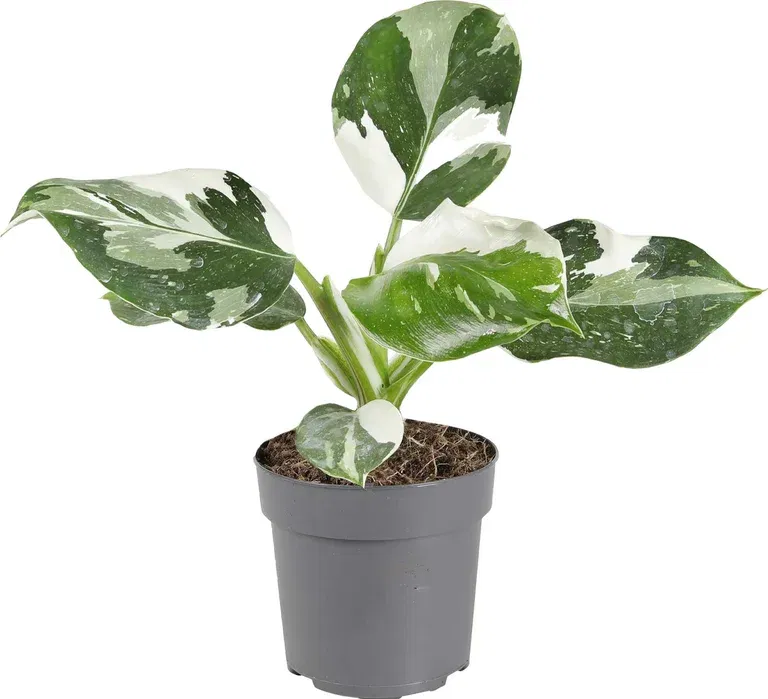 Philodendron 'White Wizard' 11 cm