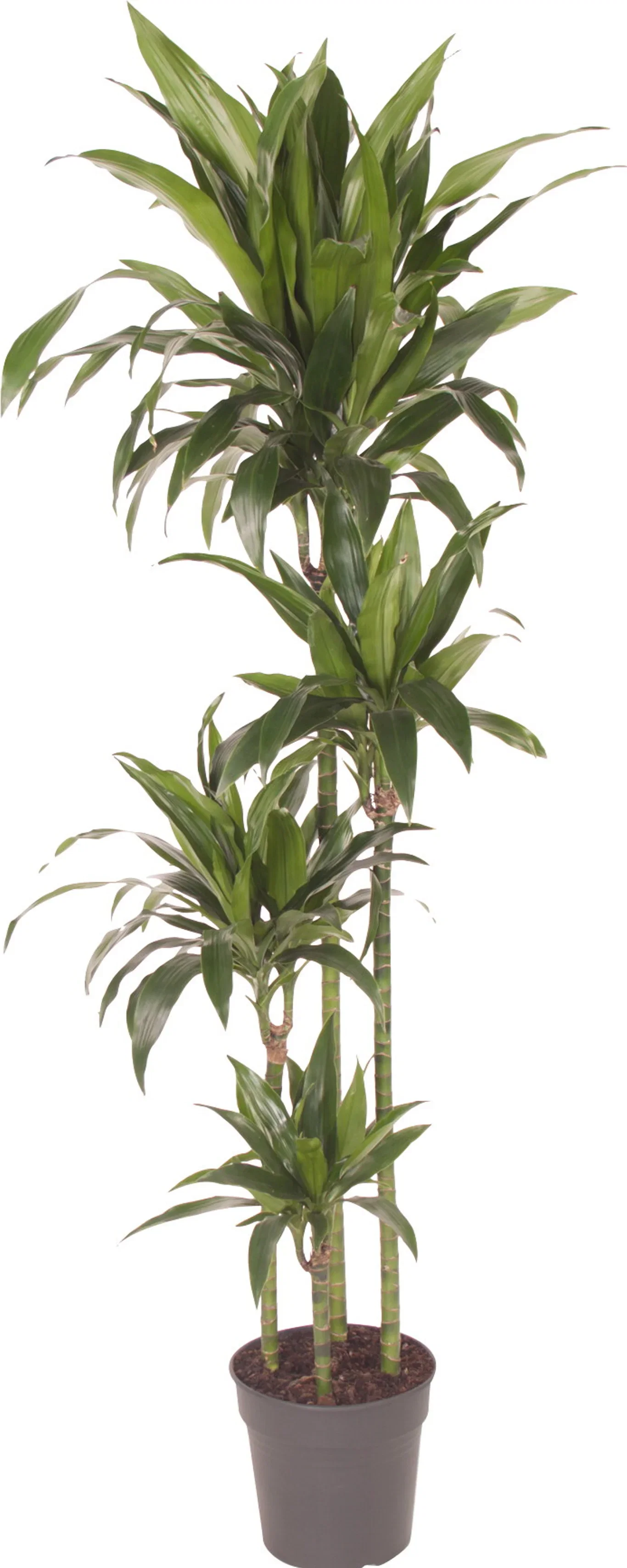 Dracaena fragrans