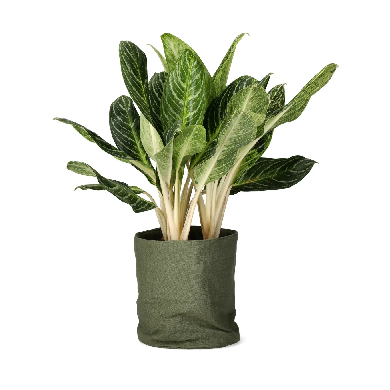 Aglaonema 'Key Lime'