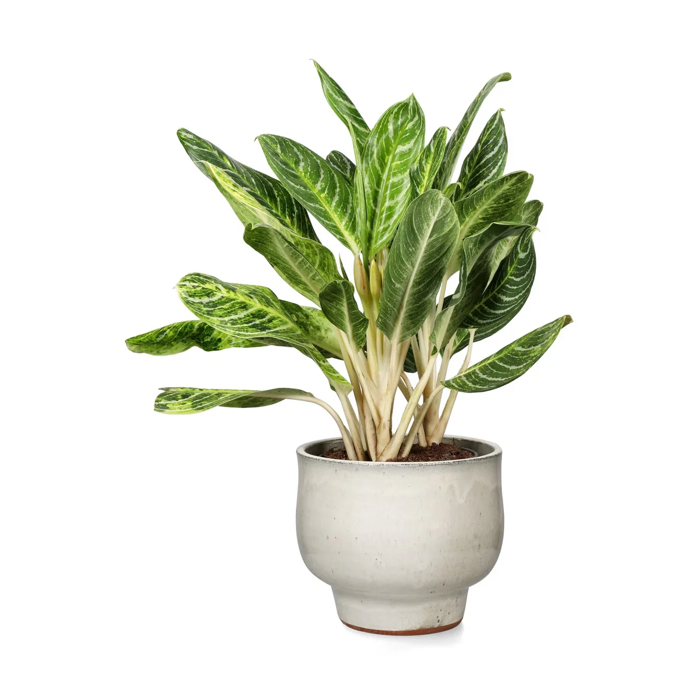 Aglaonema 'Key Lime'
