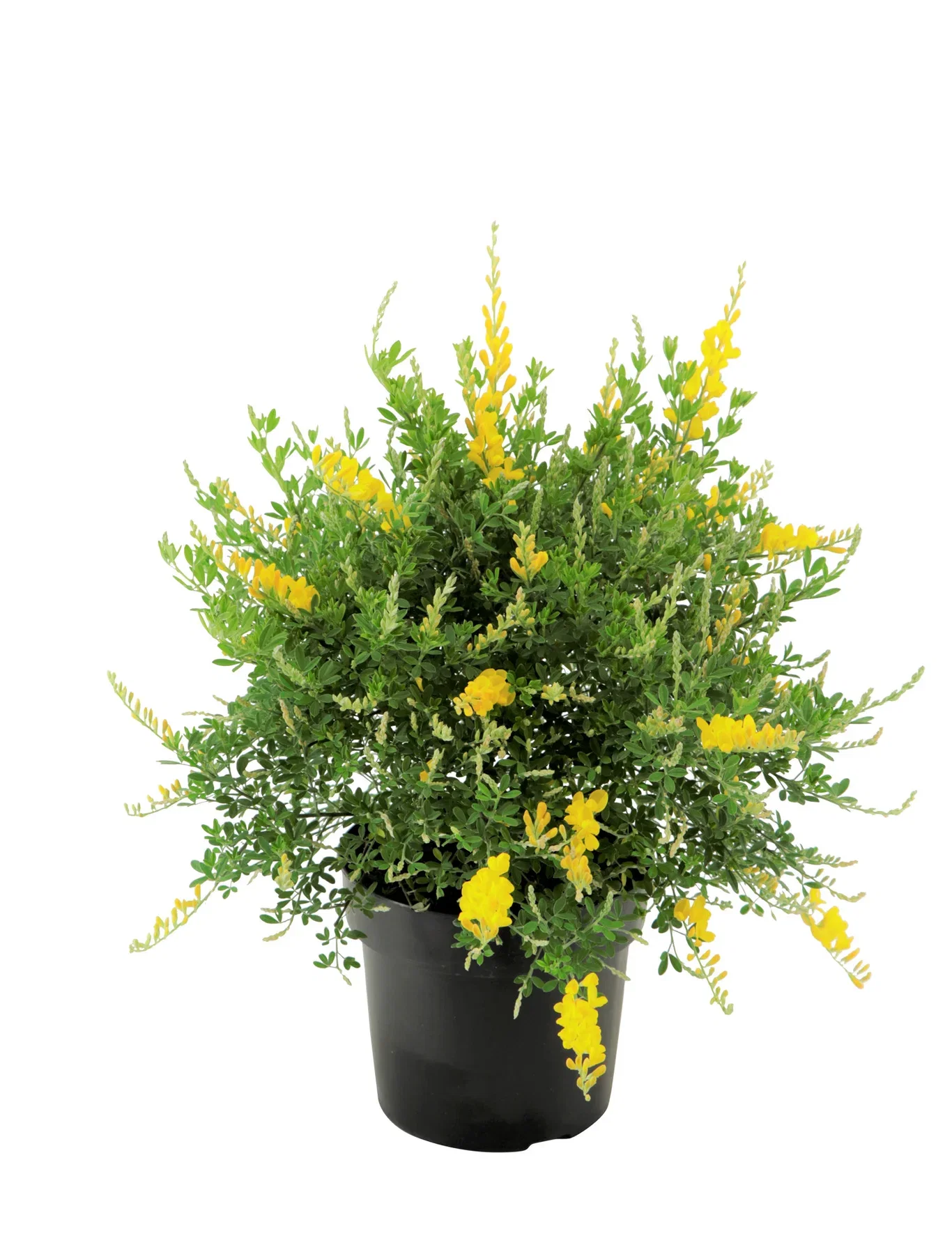 Genista 17 cm