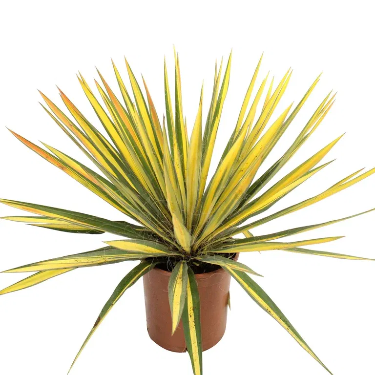 Yucca 'Filamentosa' 19 cm