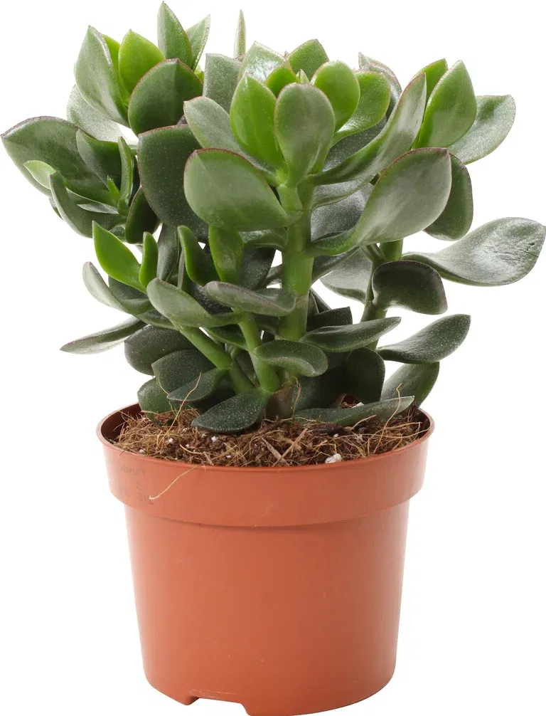 Crassula ovata Hulk 12 cm