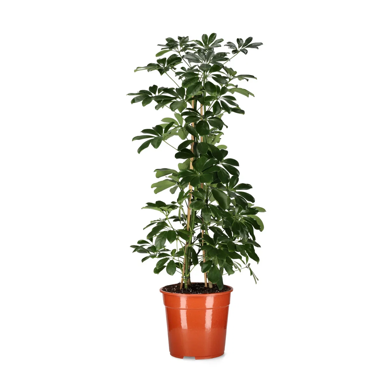 Schefflera arboricola 'Compacta' 27 cm