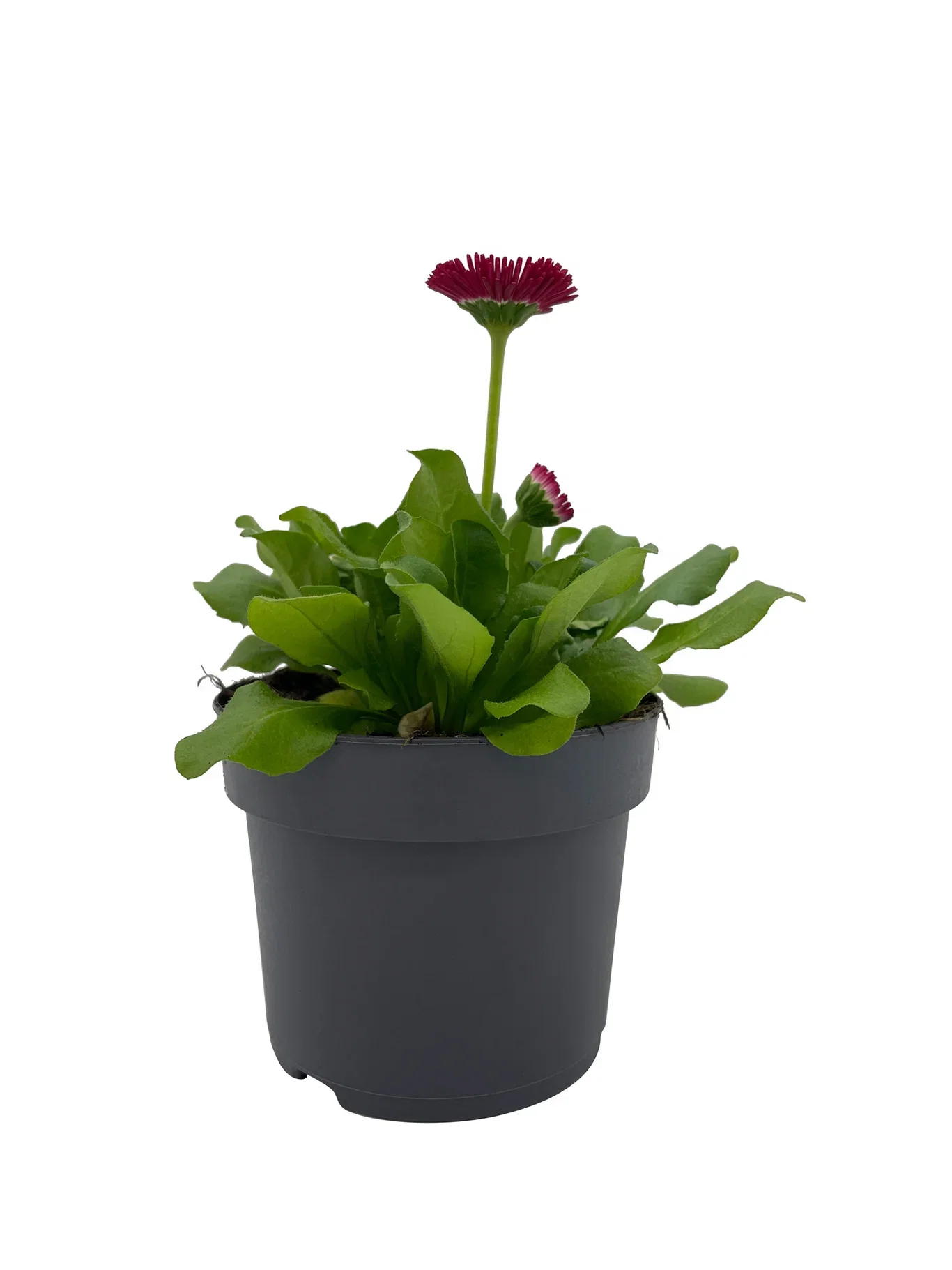 Bellis edible ECO 10,5 cm