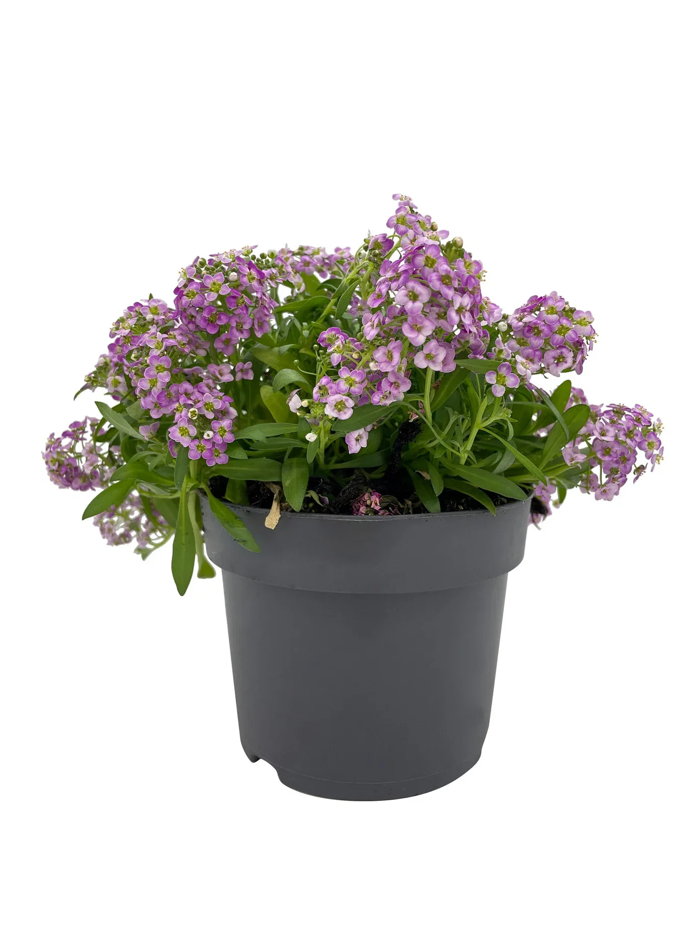 Alyssum edible ECO 10,5 cm