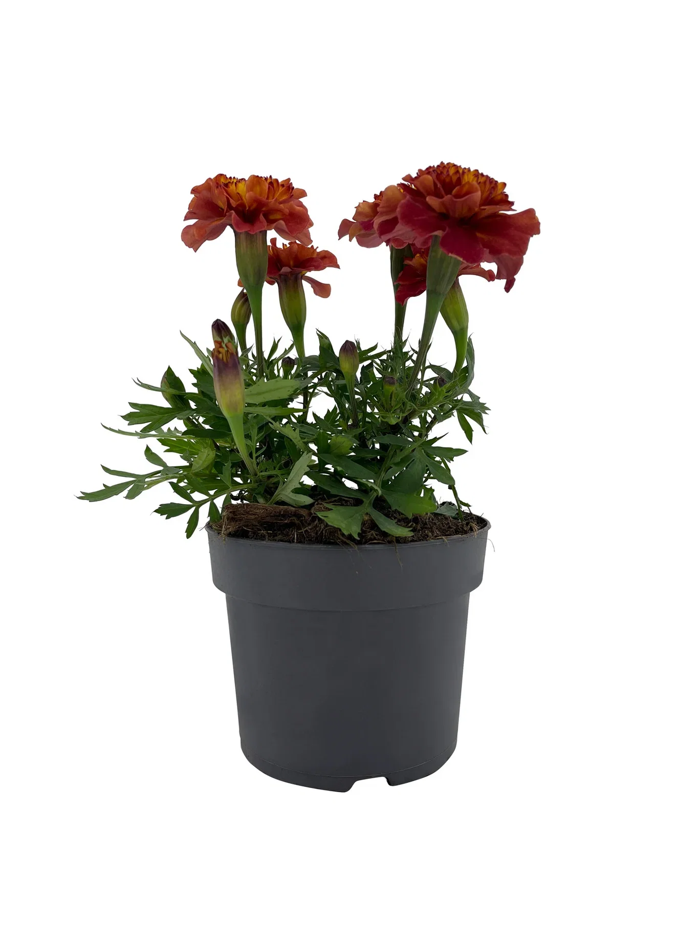 Tagetes ’Strawberry Blonde' edible ECO 10,5 cm