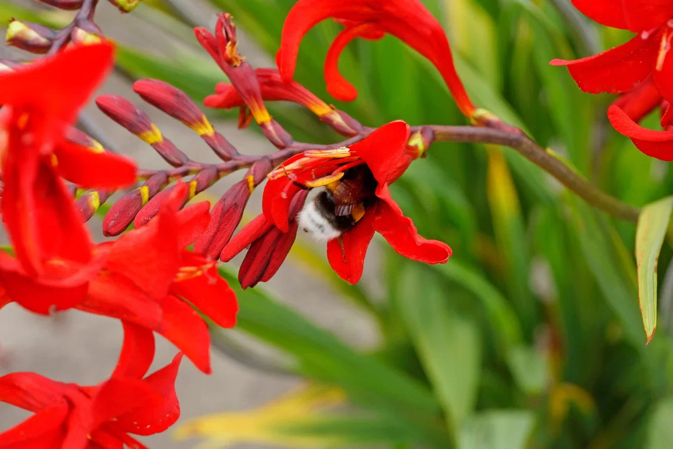 Bee & Butterfly Garden