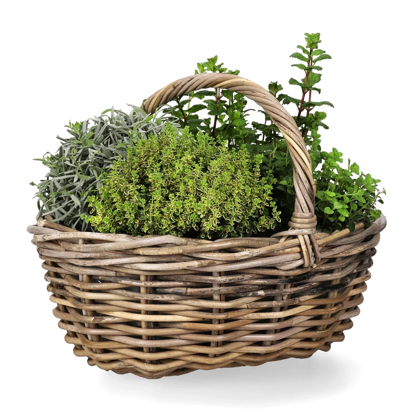 Mentha 'Mojito' 14 cm