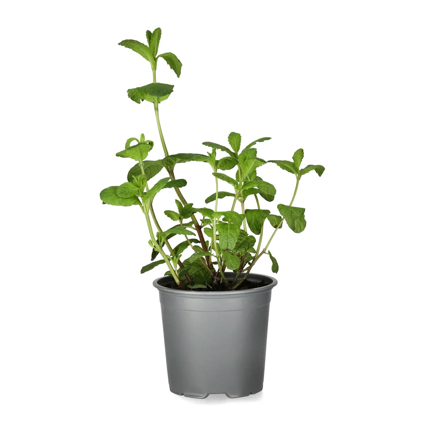 Mentha 'Mojito' 14 cm