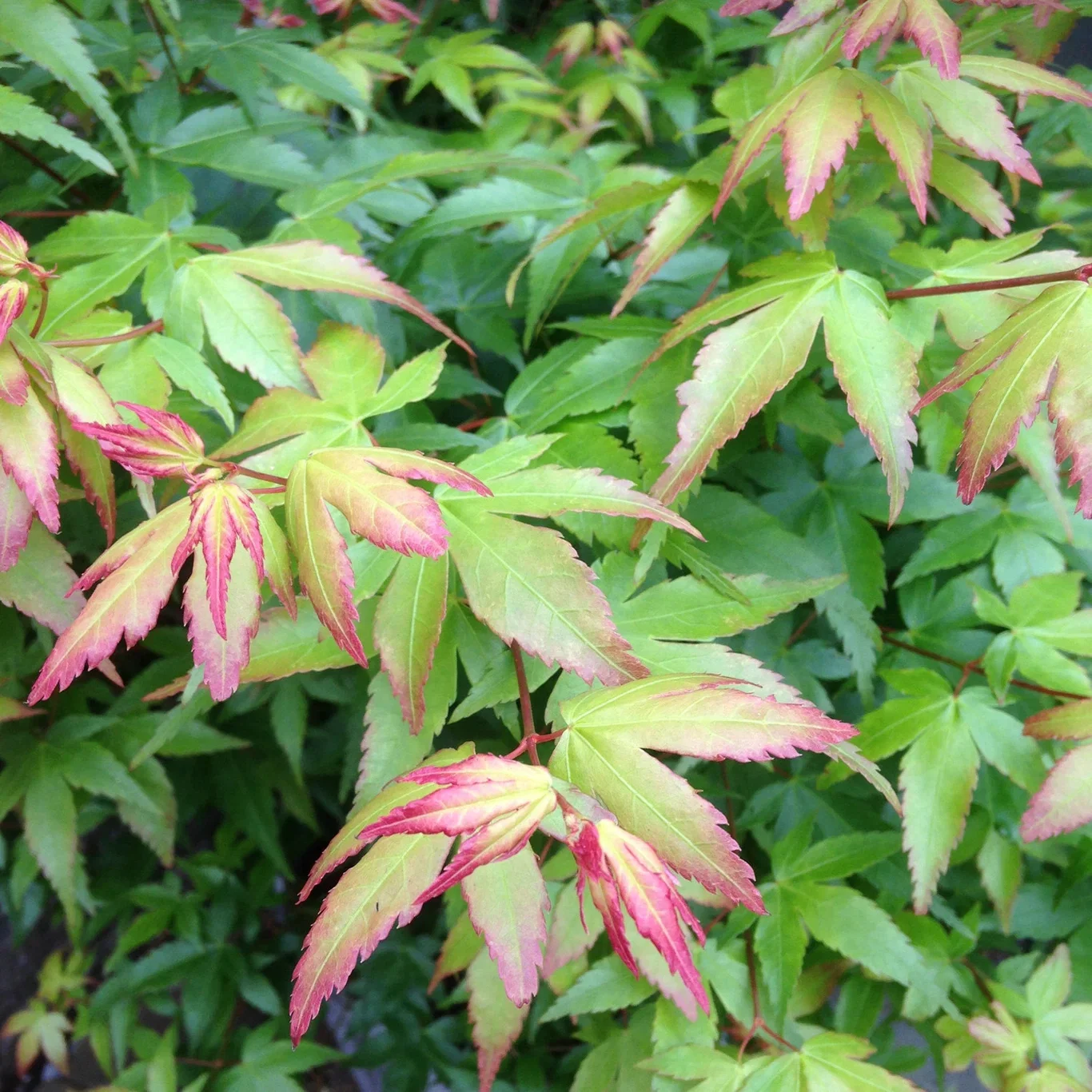 Acer palm. 'Little Princess' 130-140cm 35cm