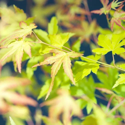 Acer palm. 'Orange Dream' 100-125cm 35cm