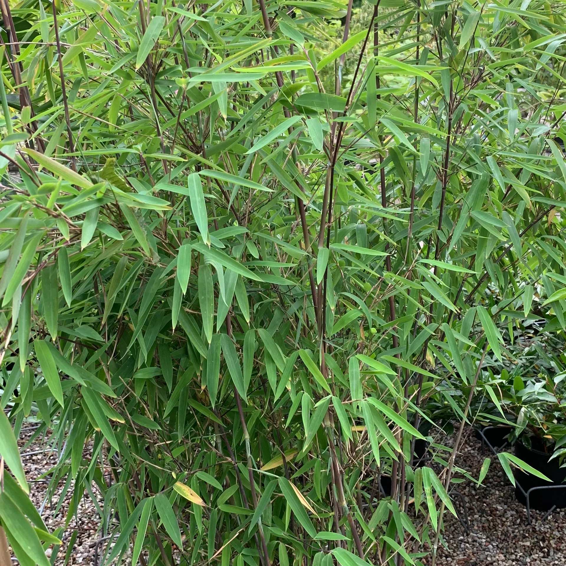 Fargesia Winter Black 100-120 29cm