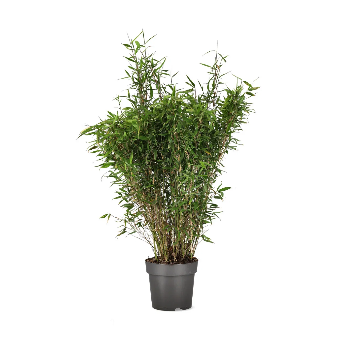 Fargesia Winter Black 100-120 29cm