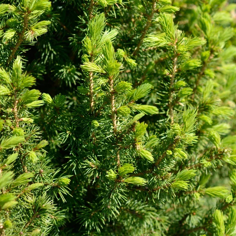 Picea glauca 'Perfecta' 60-70cm 26cm