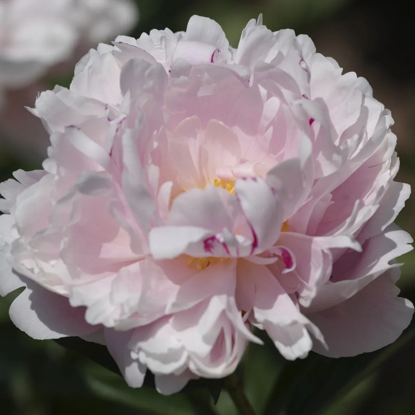 Paeonia lactiflora 'Alertie' 21cm