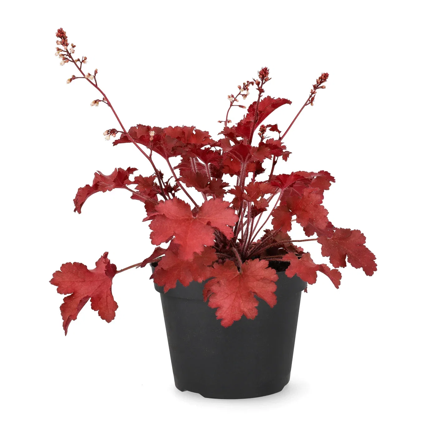 Heuchera Red 15cm