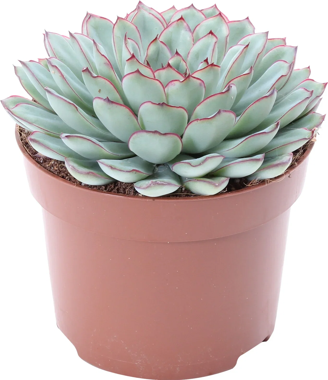 Echeveria Pulidonis Succulent Plant