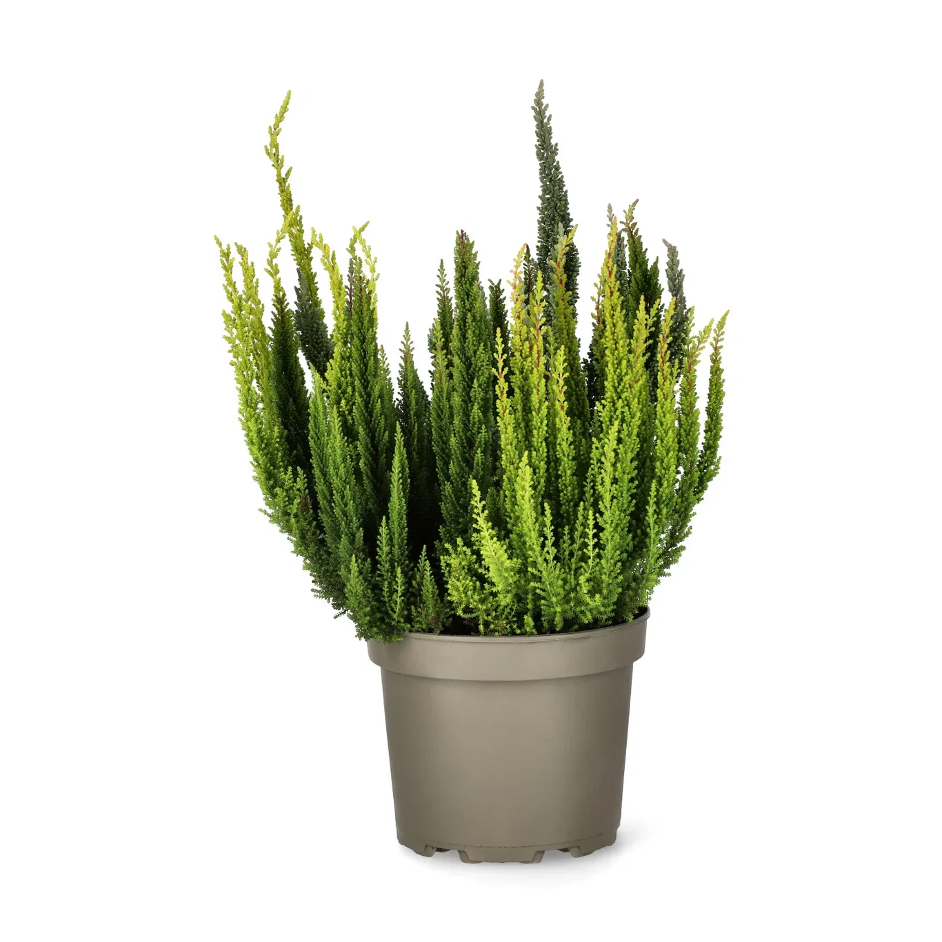 Calluna Beauty Ladies 'Skyfive' 17 cm