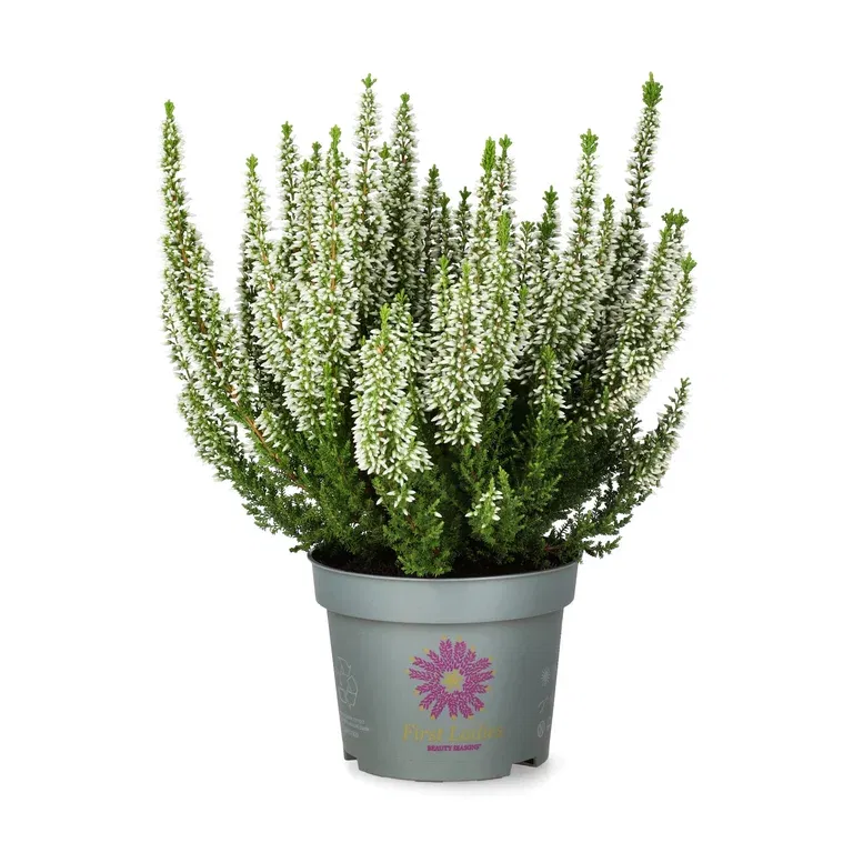 Calluna 'First Lady' 11 cm